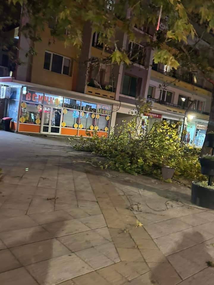  Паднали клони във Враца 